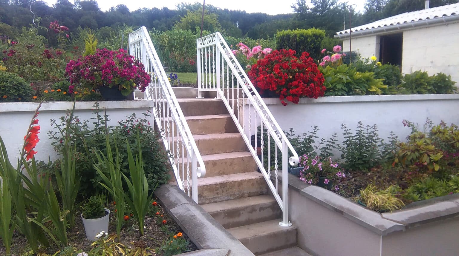 PERROQUET (4)